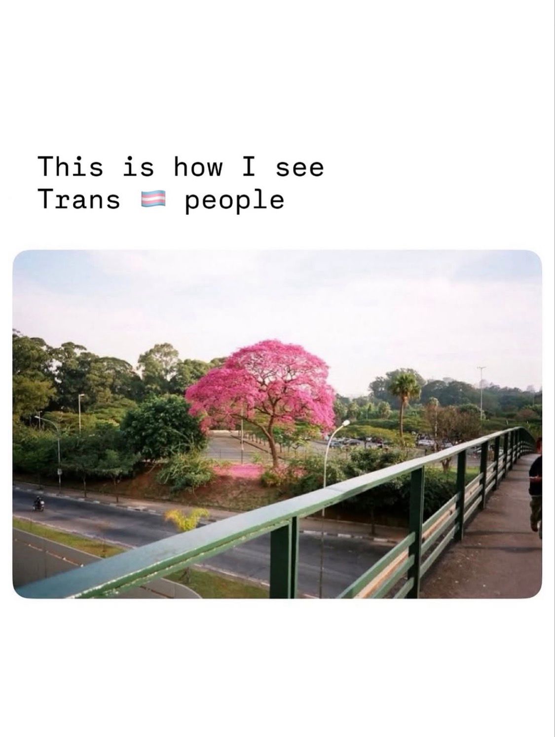 Ein Baum mit leuchtend rosa Blättern umgeben von anderen Bäumen mit grünen Blättern. Überschrift "This is how I see Trans people"